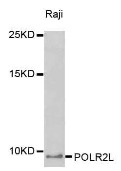 POLR2L Antibody