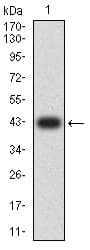 ITGAD / CD11d Antibody (clone 3D7A6)