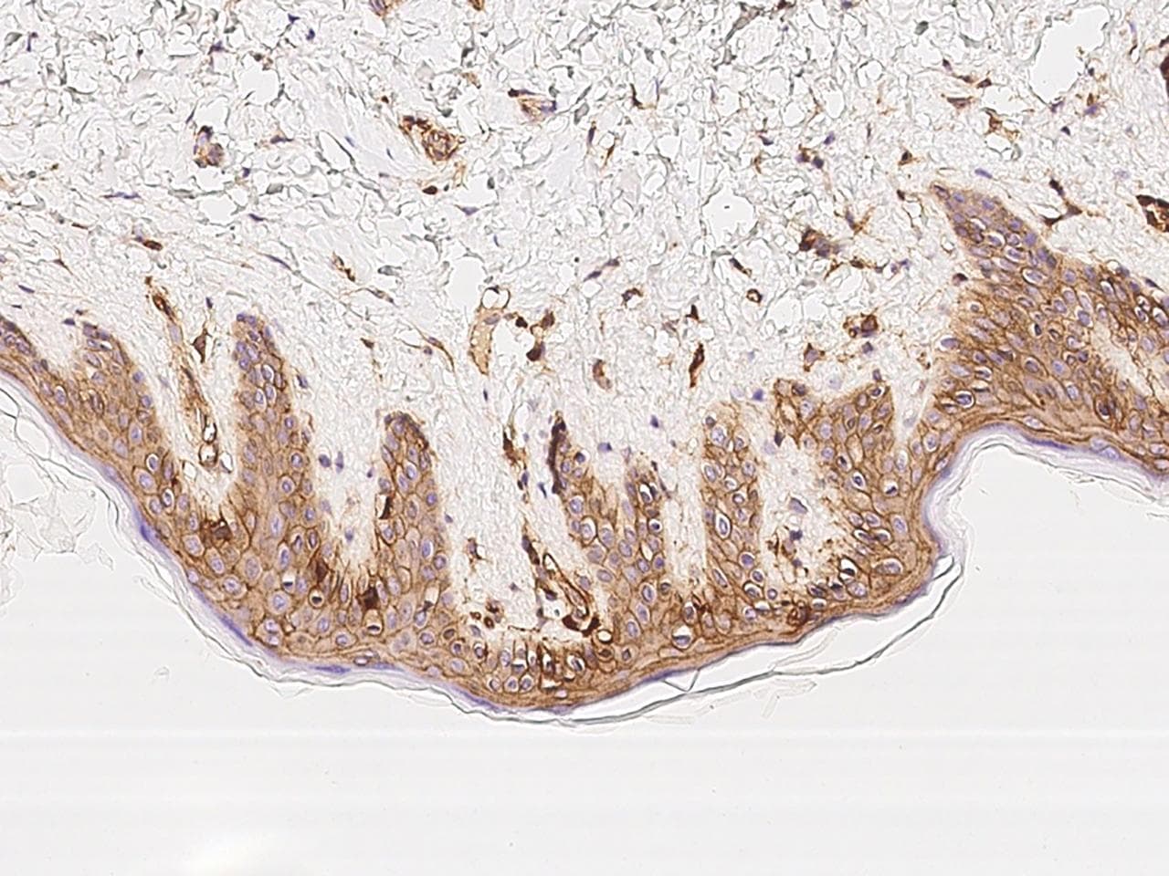 B2M / Beta 2 Microglobulin Antibody (clone 34, Preservative Free)