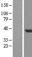 HPD Protein (Over-Expression Lysate Myc-DDK (Flag))