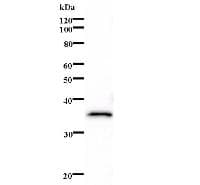 MECOM / EVI1 Antibody (clone 2331C1a1)