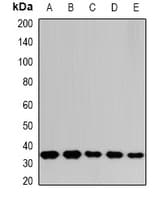 p84 / THOC1 Antibody