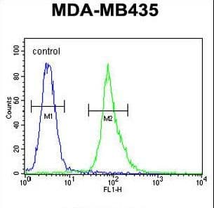 Polyclonal Rabbit anti-Human AKT1 Antibody (Thr308, IHC, WB)