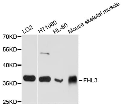 FHL3 Antibody