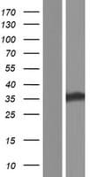 TATDN1 Protein (Over-Expression Lysate Myc-DDK (Flag))
