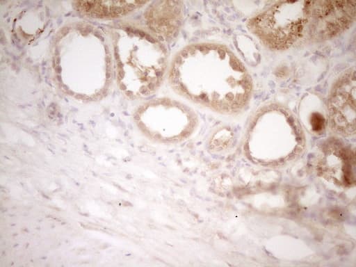 Monoclonal Mouse anti-Human CD40 Antibody (clone OTI9D8, Carrier-free, aa21-166, IHC, WB)
