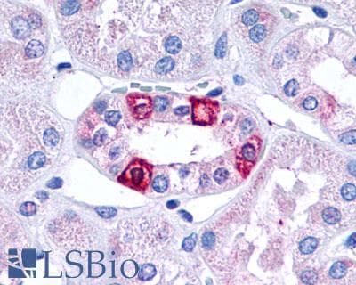 IHC-plus™ HTR1F / 5-HT1F Receptor Antibody (Cytoplasmic Domain)