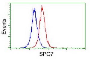 Paraplegin / SPG7 Antibody (clone OTI3H10)
