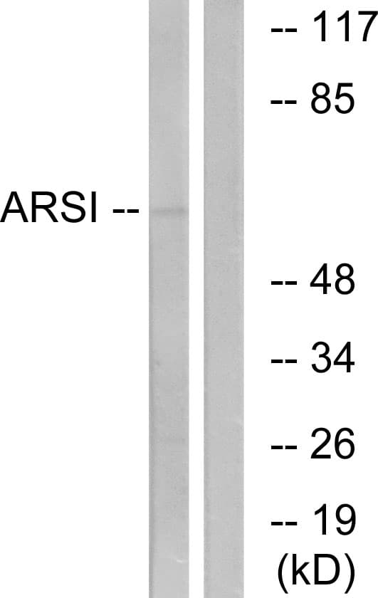ARSI / Arylsulfatase I Antibody (aa311-360)