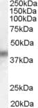IHC-plus™ Polyclonal Goat anti-Human DUSP1 / MKP1 Antibody (aa355-367, IHC, WB)