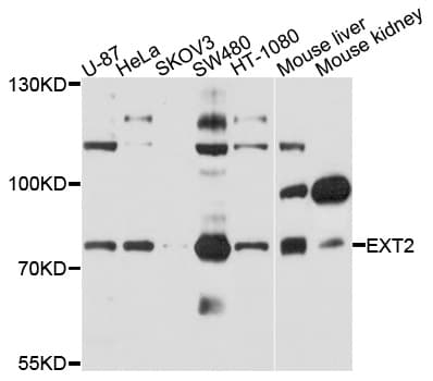 EXT2 Antibody