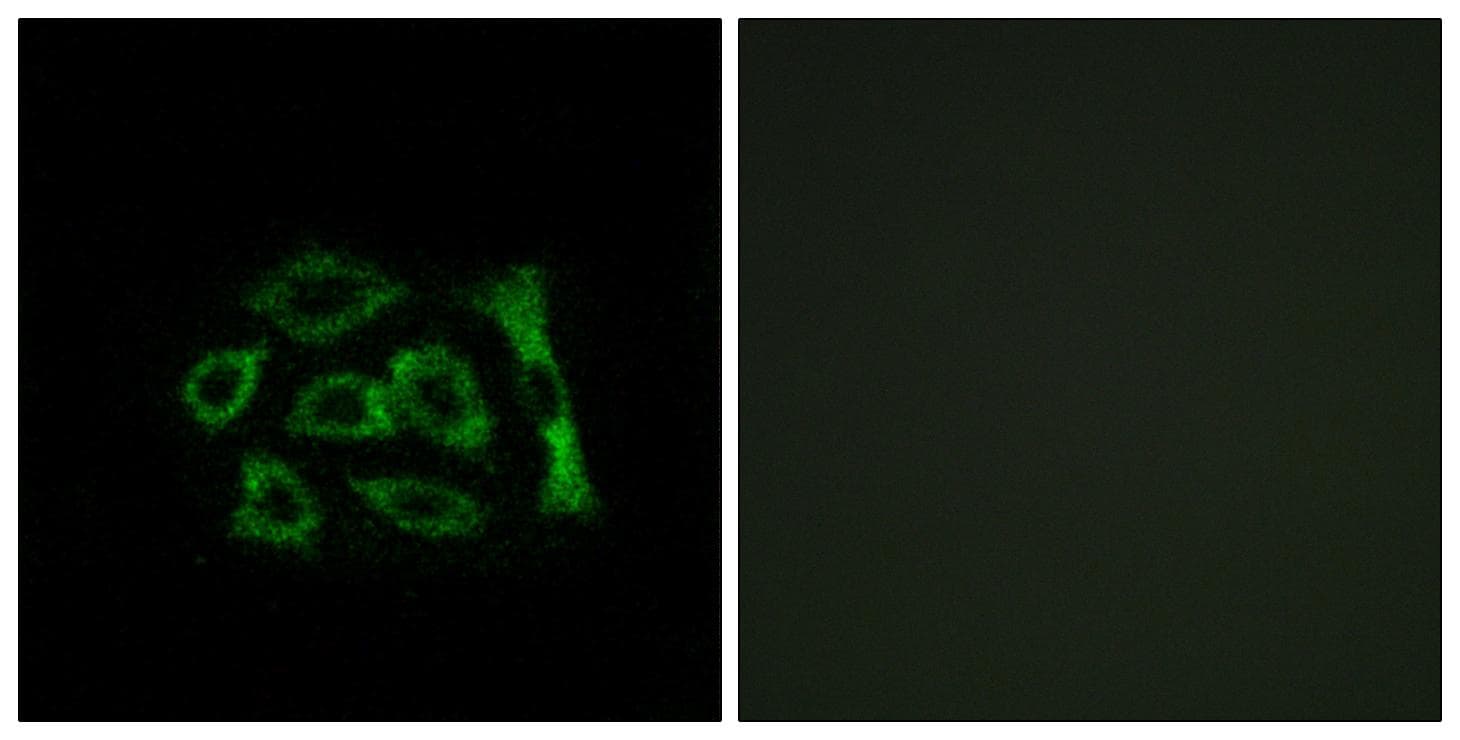 Polyclonal Rabbit anti-Human KDELR2 Antibody (IF, WB)