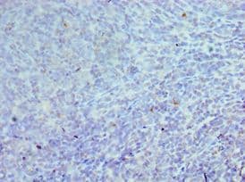 CEBPG / CEBP Gamma Antibody (aa1-150)