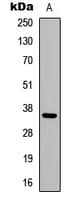 ADORA3 / Adenosine A3 Receptor Antibody (C-Terminus)