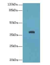 LRG1 / LRG Antibody