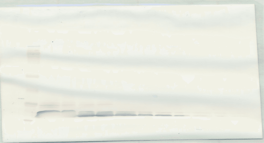CCL26 / Eotaxin 3 Antibody