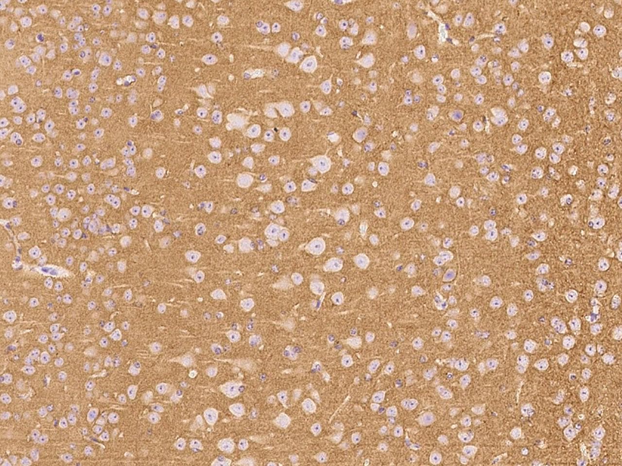 THY1 / CD90 Antibody (Preservative Free)