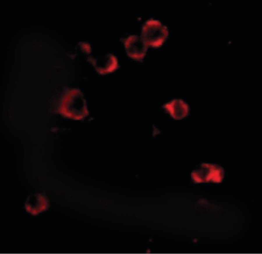 IHC-plus™ Monoclonal Mouse anti-Human XBP1 Antibody (clone 9B7E5, IHC, IF, WB)
