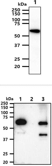AKT1 Antibody (clone AT6D5)