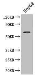 Polyclonal Rabbit anti-Human SMAD4 Antibody