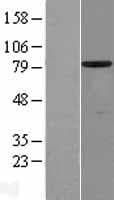 SCIN Protein (Over-Expression Lysate Myc-DDK (Flag))