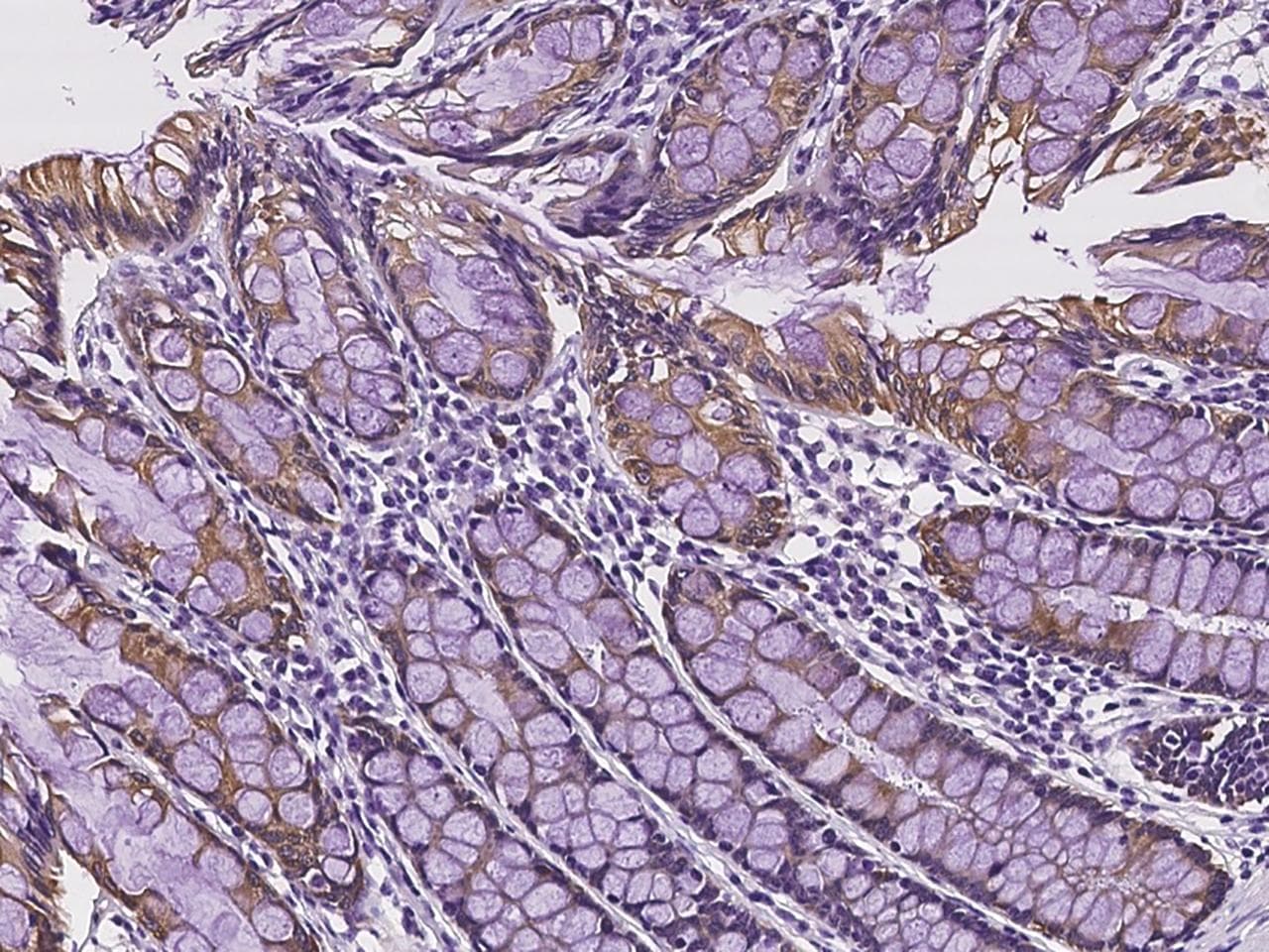 Polyclonal Rabbit anti-Human SLC35A2 / UGT Antibody (IHC)