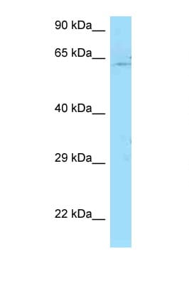 PICALM / CALM Antibody (aa438-487)
