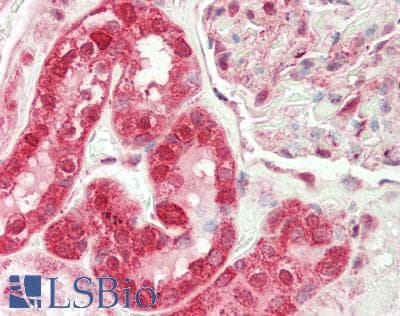EIF4H Antibody (C-Terminus)