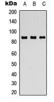 FGFR4 Antibody (Internal)