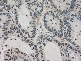 LDHA / LDH1 Antibody (clone OTI2C11)