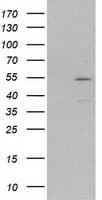 MEF2C Antibody (clone OTI1H5, Carrier-free)