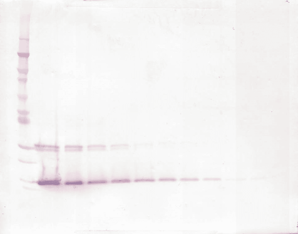 IL9 Antibody