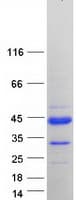 Human PRR20D Protein (Recombinant Myc-DDK (Flag))