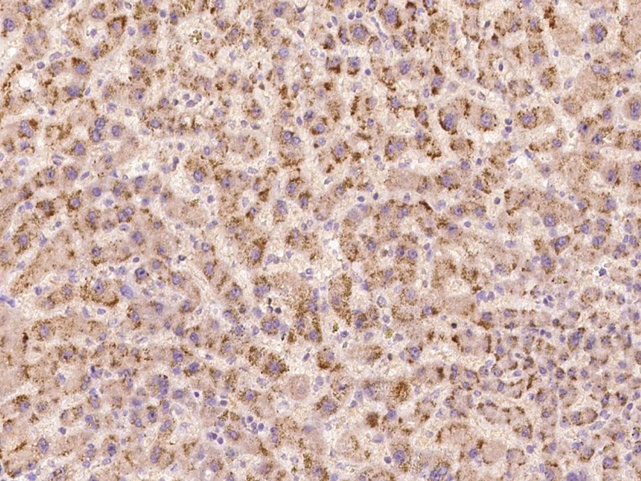 Polyclonal Rabbit anti-Human TEX9 Antibody (IHC, IF)