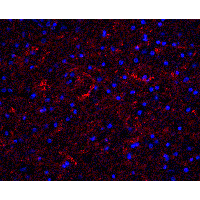 CLU / Clusterin Antibody