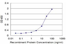 DDB1 Antibody (clone 4C5)