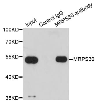 MRPS30 Antibody