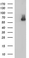 IHC-plus™ SCARB1 / SR-BI Antibody (clone OTI1F3)