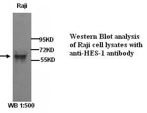 IHC-plus™ HES1 / HES-1 Antibody (N-Terminus)