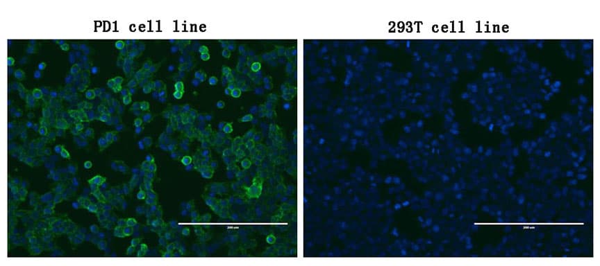 Monoclonal Mouse anti-Human PDCD1 / CD279 / PD-1 Antibody (clone OTI3A1, IF, WB)