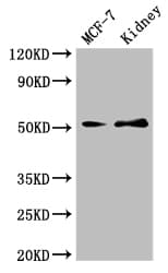 GFRA1 / GFR Alpha Antibody