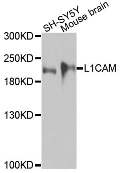 L1CAM Antibody