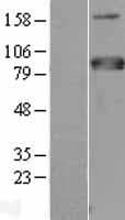 Human MTF-1 Protein (Over-Expression Lysate Myc-DDK (Flag))