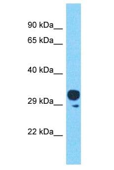 OR4C45 Antibody (aa262-311)