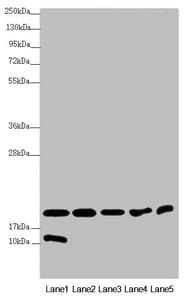 NDUFA12 / B17.2 Antibody