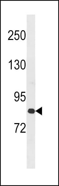 ZC3H11A Antibody (aa38-65)