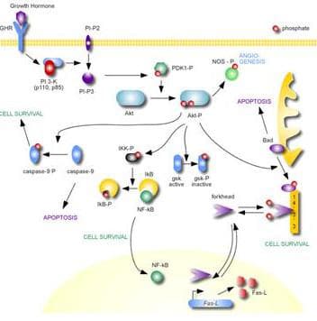 AKT1 + AKT2 + AKT3 Antibody (aa460-480)