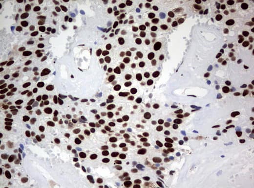 ZSCAN18 / ZNF447 Antibody (clone UMAB114, Carrier-free)