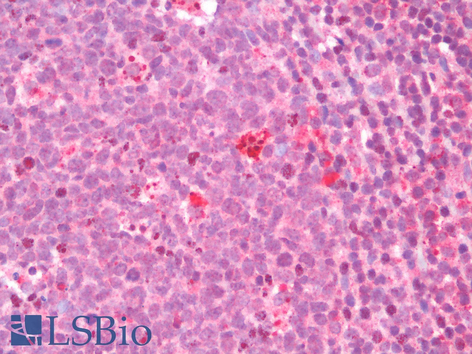 IHC-plus™ CD275 / B7-H2 / ICOS Ligand Antibody