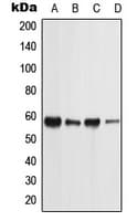 PIGW Antibody (C-Terminus)